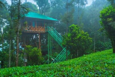 2 Nights Munnar Treehouse Escape with Private Car- Iris Holidays - Day 1: Kochi arrival, waterfalls en route, and tea gardens first