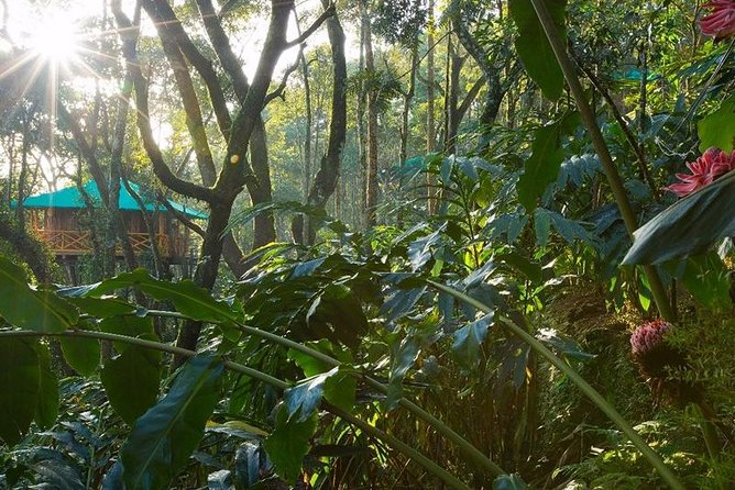 2 Nights Munnar Treehouse Escape with Private Car- Iris Holidays - Treehouse meals: included, simple, and worth using