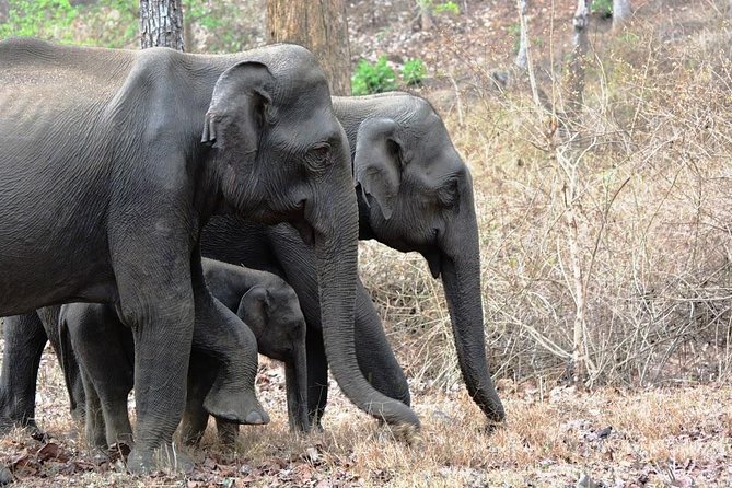 3-Day Wayanad Tour from Bangalore - Cheengeri Rock Adventure Tourism: An Optional Evening Trek With a Semi-Hard Edge