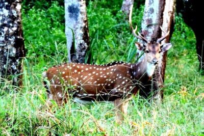 3-Day Wayanad Tour from Bangalore - Edakkal Caves and Ambalavayal Heritage Museum: Rock Inscriptions and Tribal Tools