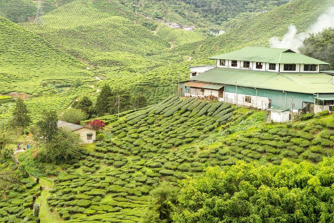 4 Days Best of Kerala Tour with Private Houseboat, Sightseeing & Car - Day 2: Tea Gardens, Dams, Farms, and Eravikulam National Park Time
