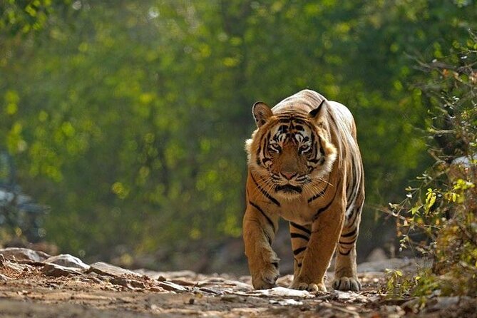 5 Day Private Tour of Tigers, Taj Mahal and Palaces from Cochin - Key things that make this tour worth a look