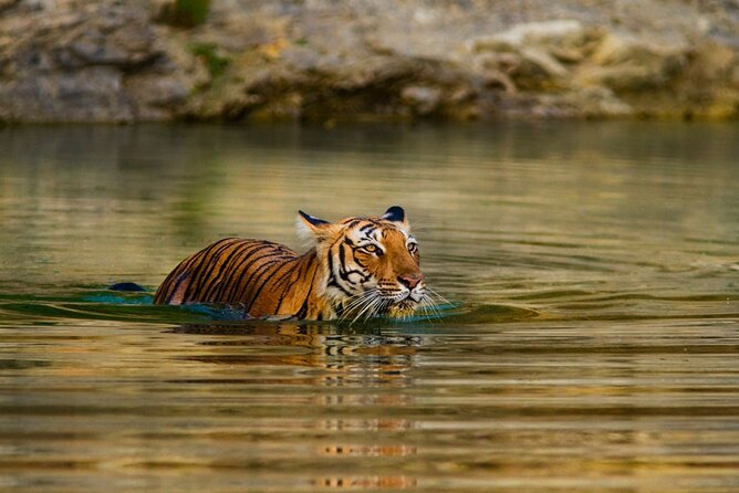5 Day Private Tour of Tigers, Taj Mahal and Palaces from Cochin - From Kochi cruise port to Delhi flight: how the timing really works