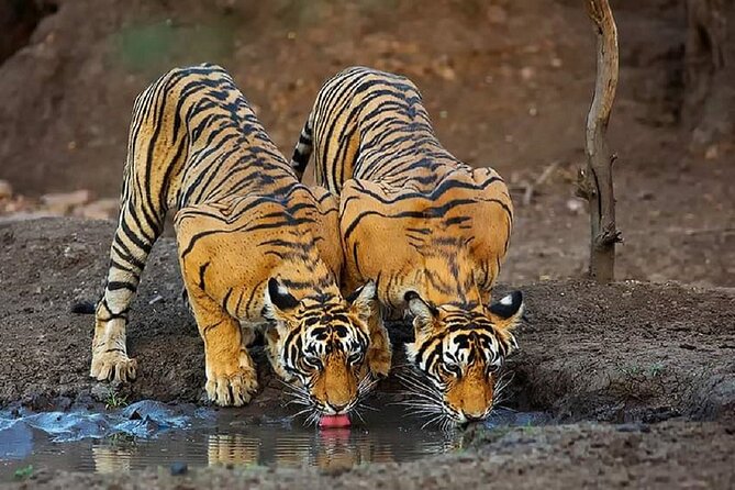 5 Day Private Tour of Tigers, Taj Mahal and Palaces from Cochin - Agra transfer and the sunrise Taj Mahal plan that actually helps
