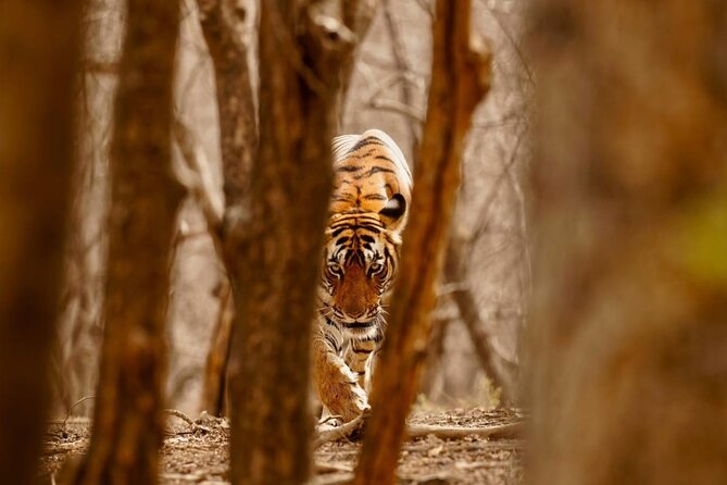 5 Day Private Tour of Tigers, Taj Mahal and Palaces from Cochin - Jaipur after the jungle: Sheesh Mahal, Hawa Mahal, City Palace, Jantar Mantar