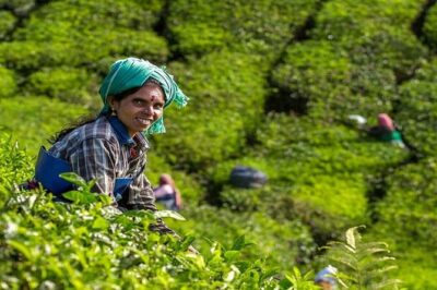 5 Days Kerala Tour with Private Car Houseboat Munnar and Thekkady - Road-trip comfort and transfers that actually reduce stress