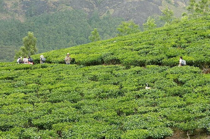 5 Days Kerala Tour with Private Car Houseboat Munnar and Thekkady - Day 5: Cochin sightseeing—Chinese fishing nets to spice market