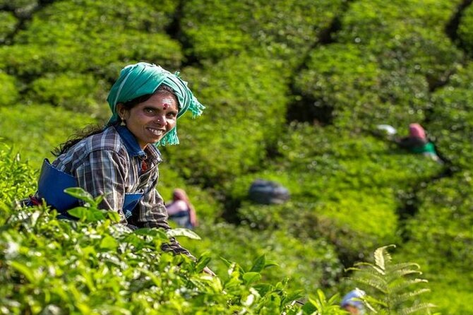 5 Days Kerala Tour with Private Car Houseboat Munnar and Thekkady - Road-trip comfort and transfers that actually reduce stress