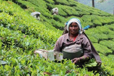 5 Days Private Kerala Tour Package by Saffron India Tours - Day 1: Kochi pickup, Munnar tea country, and Cheeyappara Waterfalls