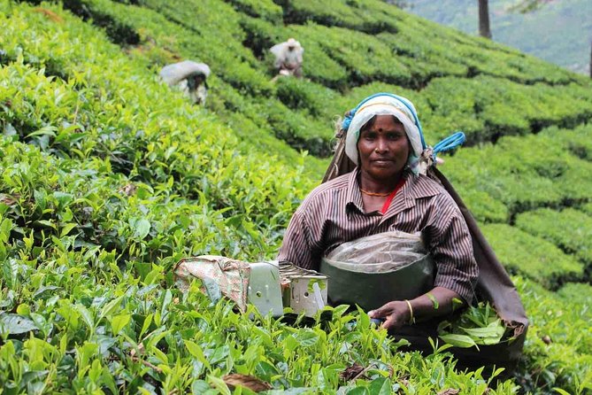 5 Days Private Kerala Tour Package by Saffron India Tours - Day 1: Kochi pickup, Munnar tea country, and Cheeyappara Waterfalls