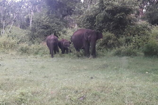 5 Days Private Kerala Tour with Houseboat by Sanguine Holidays - Thekkady by boat: Periyar Lake wildlife viewing on your schedule