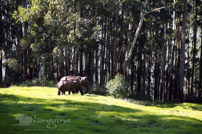 5 Days Private Kerala Tour with Houseboat by Sanguine Holidays - Private car and personalized attention: when it’s worth it (and when it isn’t)