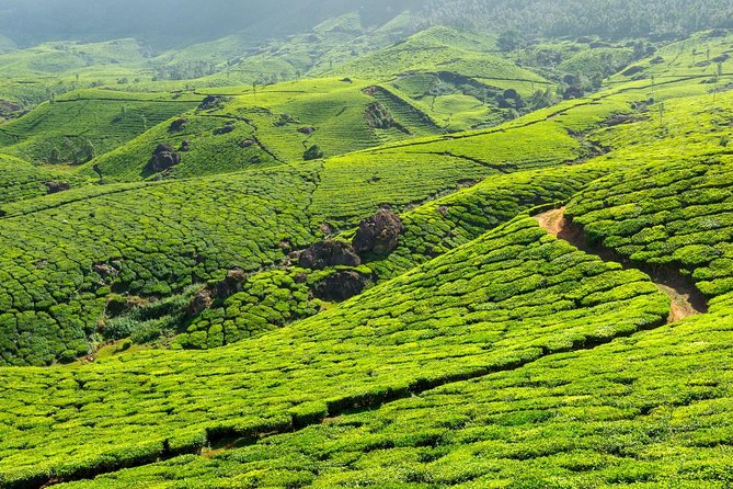 8 Days Kerala Private Tour (3 Star) with Munnar, Houseboat & Cab- Iris Holidays - Day 4: Thekkady to Kumarakom and an overnight deluxe houseboat