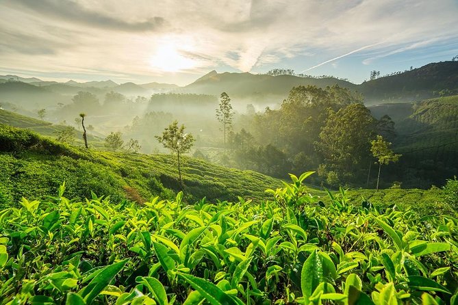 9 Days Private Exotic Kerala Tour - Day 3 in Munnar: Eravikulam (Rajamalai), Echo Point, and tea views