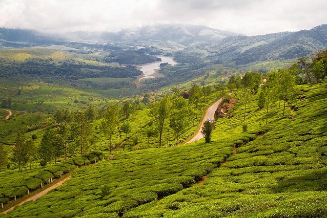 9 Days Private Exotic Kerala Tour - The Munnar drive: cooler air and tea-country timing