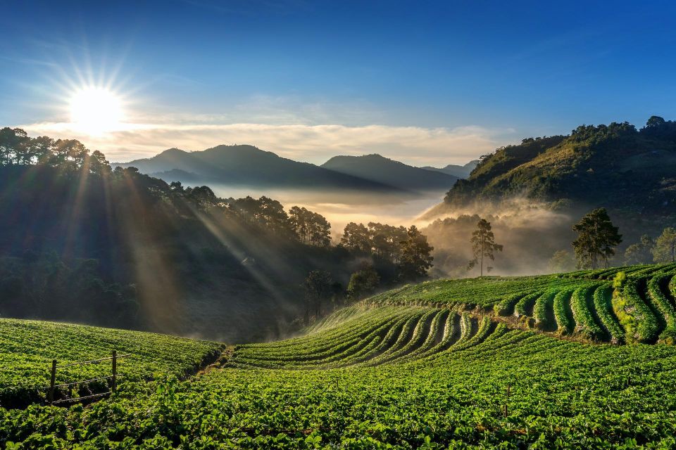 A Day in Munnar: Nature, Culture, and Local Flavor - Old Munnar lanes, churches, spice market, and the black tea hunt