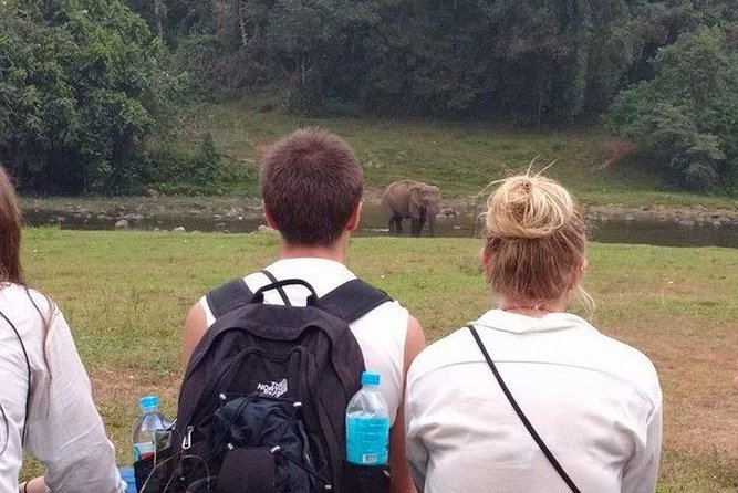 Anakulam Wild Elephant Village life tour ( By Munnar Info) - Stop-by-stop: tea gardens, Viripara waterfalls, and Tiger Cave