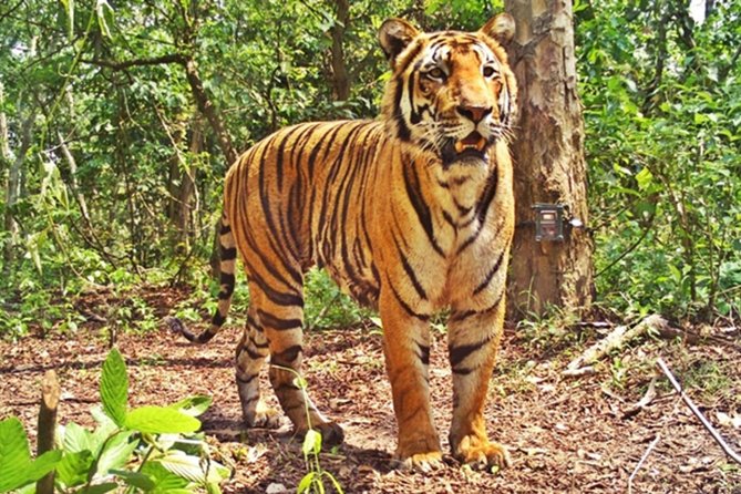 Bandipur Tiger Reserve with Somnathpur Temple Tour - Key Things to Know Before You Go