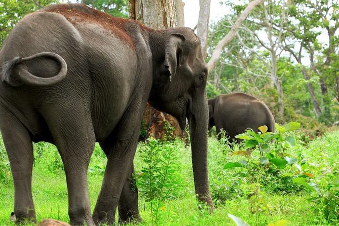 Bandipur Tiger Reserve with Somnathpur Temple Tour - Bangalore-to-Bandipur: The Point of This Trip