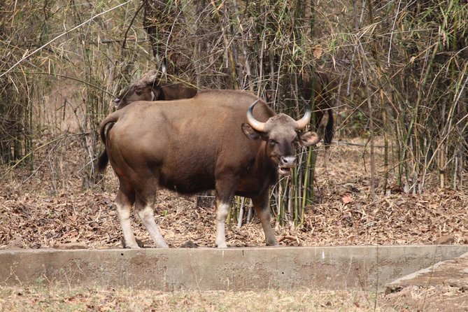 Bandipur Tiger Reserve with Somnathpur Temple Tour - Day 2 Morning: Bandipur Safari Time in a Shared Forest Bus