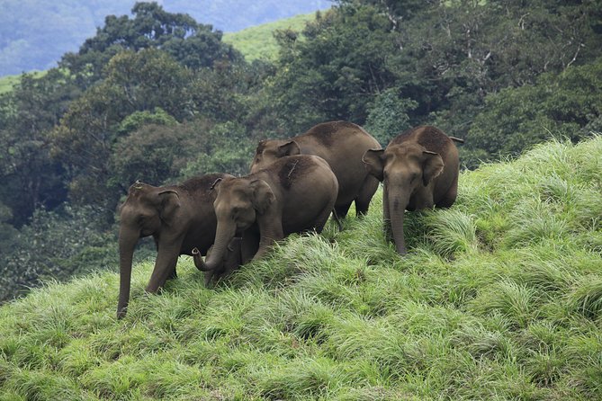 Best of Kerala Tour Package 7 nights / 8 days by Sanguine Holidays - Day 2 on the Road to the Hills: Waterfalls That Change With the Season