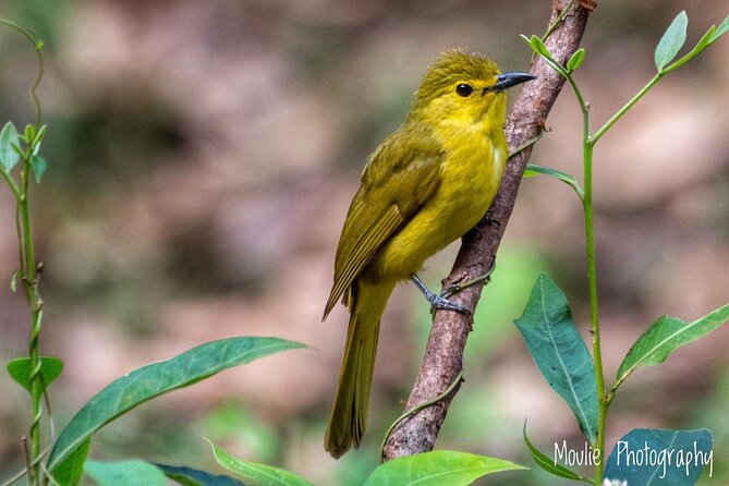 Chennai, Guided Birding And Birding Photo Trip With Spot Scope, 2 to 3 Hours - Key highlights to clock before you book