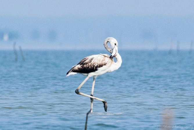 Chennai, Guided Birding And Birding Photo Trip With Spot Scope, 2 to 3 Hours - Birding Around Chennai Marsh Land: Short Time, Smart Focus
