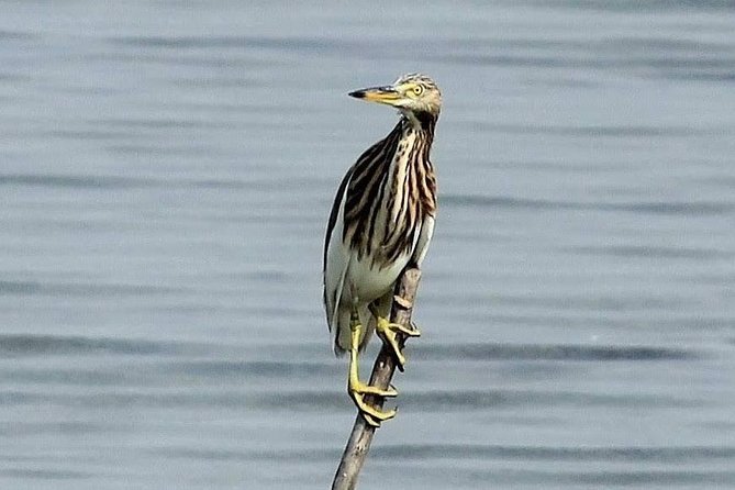 Chennai, Guided Birding And Birding Photo Trip With Spot Scope, 2 to 3 Hours - Your Bird Call Specialist: How Sound Speeds Up Identification