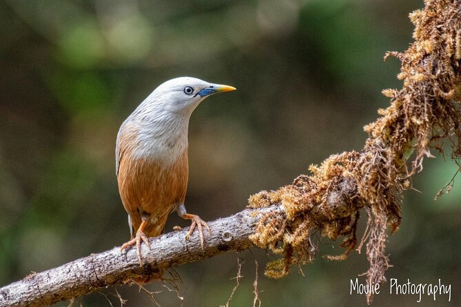 Chennai, Guided Birding And Birding Photo Trip With Spot Scope, 2 to 3 Hours - Sholinganallur Marsh Land: Where the Guide Chooses the Best Spot