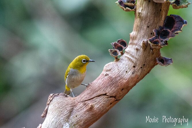 Chennai, Guided Birding And Birding Photo Trip With Spot Scope, 2 to 3 Hours - The Spotting Scope: Why It Changes Your Birding Game