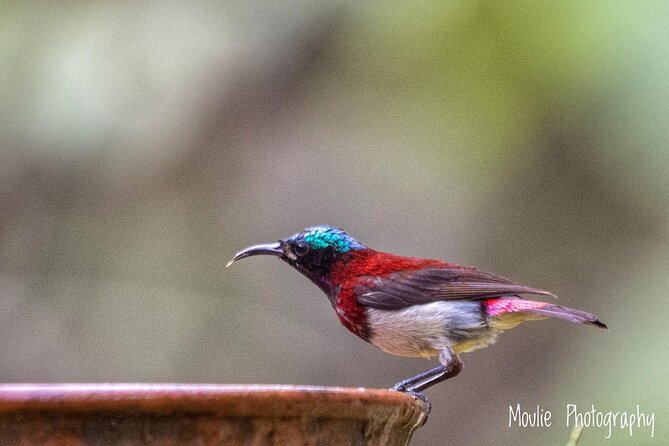 Chennai, Guided Birding And Birding Photo Trip With Spot Scope, 2 to 3 Hours - Photo Tips That Fit This Exact Trip Style