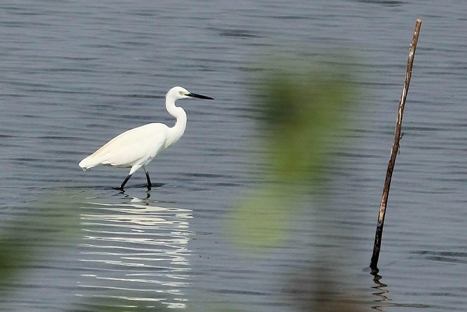 Chennai, Guided Birding And Birding Photo Trip With Spot Scope, 2 to 3 Hours - How Much You’ll Actually See (Why 2–3 Hours Is the Point)