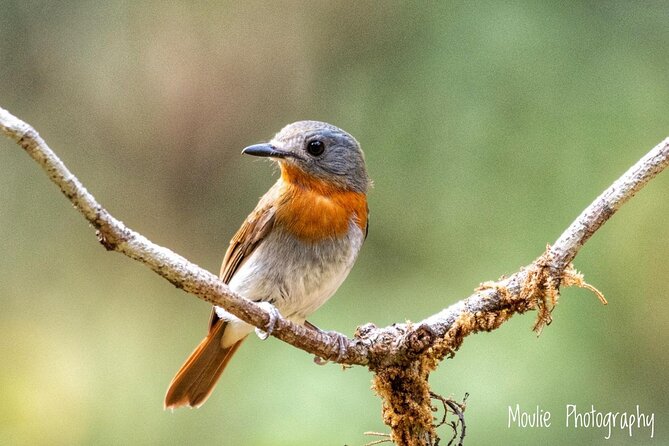 Chennai, Guided Birding And Birding Photo Trip With Spot Scope, 2 to 3 Hours - Price and Value: What $68.09 Covers