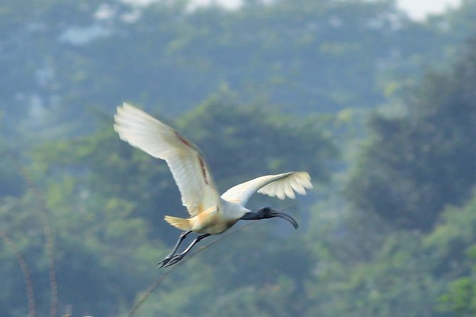 Chennai, Guided Birding And Birding Photo Trip With Spot Scope, 2 to 3 Hours - Comfort Matters: A/C Transport for a 2–3 Hour Outing