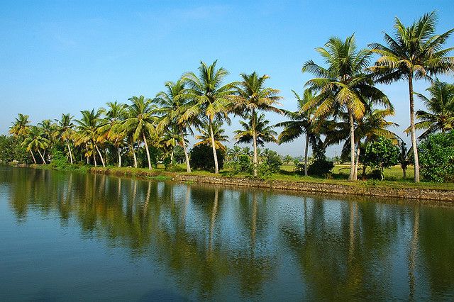 Cochin : Alleppey/Alappuzha Backwater Canoe (Shikara) Cruise - What You’ll Actually See on the Water: Paddy Fields, Palms, and Village Life