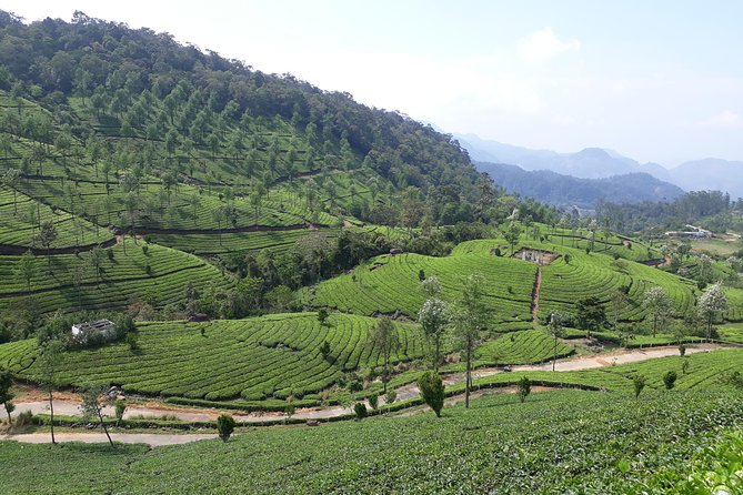 Explore Munnar Day Trip From Cochin ( By Munnar Info) - Fort Kochi Beach Start: Getting Oriented Before The Hills
