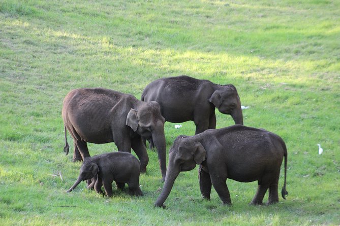 Explore Munnar Day Trip From Cochin ( By Munnar Info) - Cheeyappara Waterfalls: Quick Nature, Big Reward