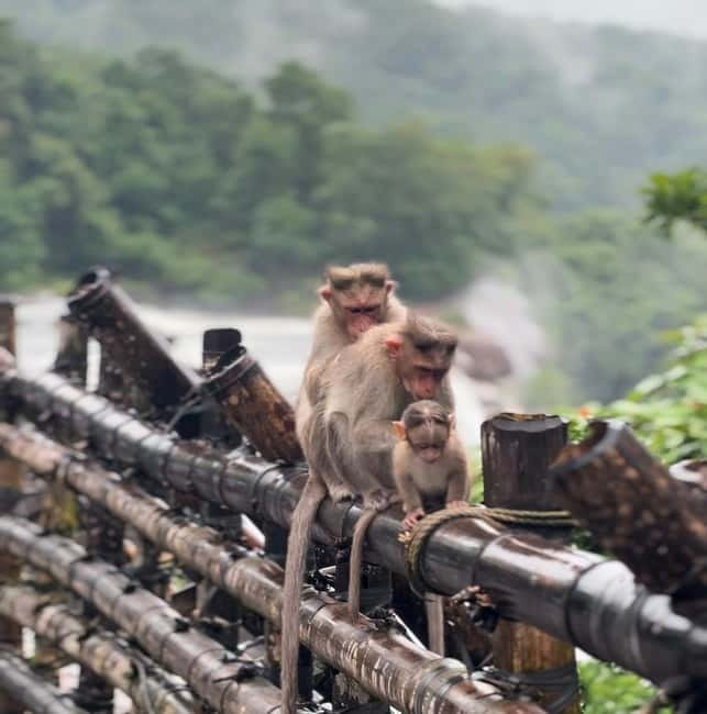 From Kochi: Athirappilly Waterfalls Day Trip with Transfers - Key highlights worth your time