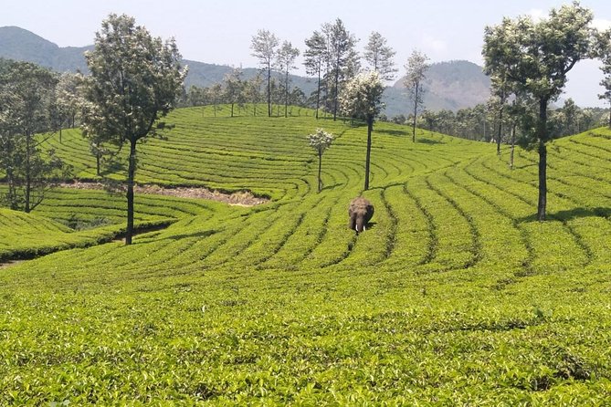 Full day in hiking in Munnar (By Munnar Info) - Price and Value: What $28 Buys You in Real Terms
