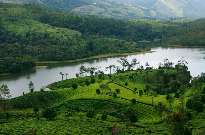 Glimpses of Kerala in 6 days Private Tour with Sanguine Holidays - Day 3 Munnar: Eravikulam’s Nilgiri Thar, dams, Echo Point, and tea country