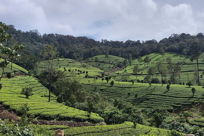Glimpses of Kerala in 6 days Private Tour with Sanguine Holidays - Day 4 Thekkady’s Periyar Tiger Reserve: wildlife by boat from the lake’s edge