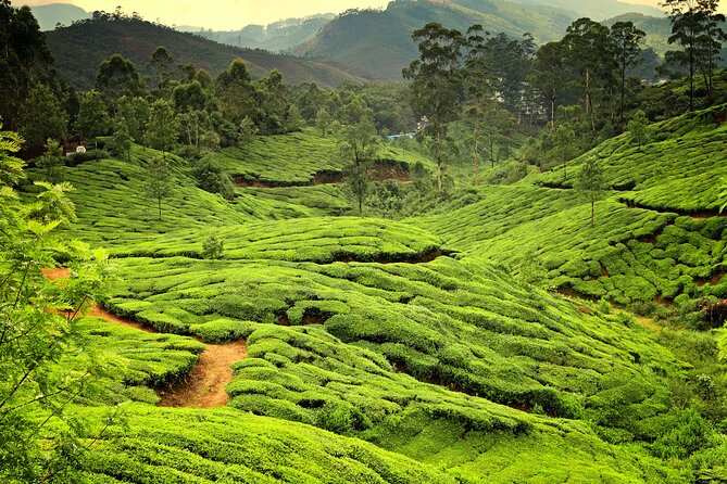 God's Own Country - KERALA (8 Days private trip) - Alleppey backwaters and the houseboat night: the part you remember