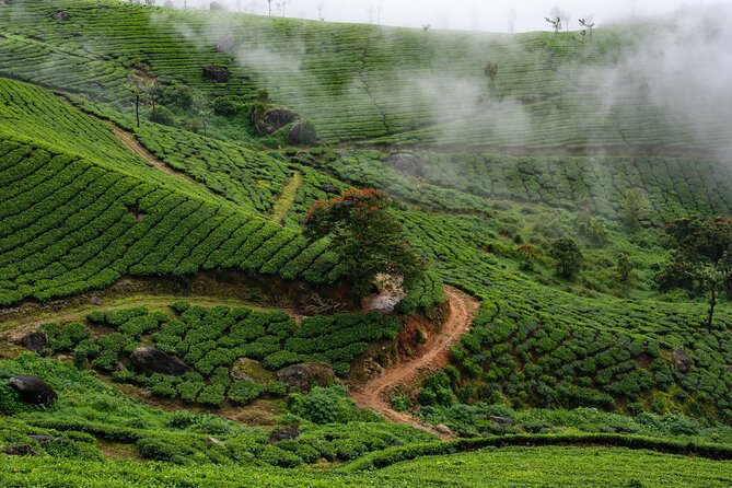 Green Magic Day Tour to Munnar - Key highlights you’ll actually feel
