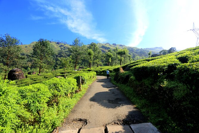 Green Magic Day Tour to Munnar - Kochi to Munnar: the early drive is the deal