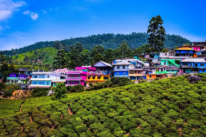 Green Magic Day Tour to Munnar - Lockhart Tea Tourism: tea production, tasting, and shopping