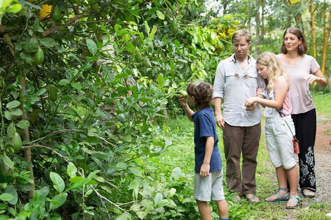 Half Day Village Backwater Eco Country Boat Cruise :Group Tour from Fort Cochin - Non-mechanized country boat: the quiet that makes the experience work