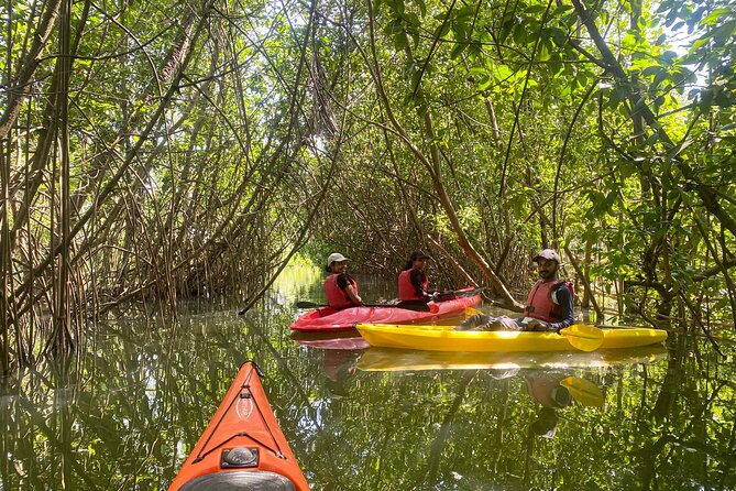 Kayaking in Mangrove Forest of Paravur Backwaters near Varkala and Kollam - Key Highlights You’ll Remember