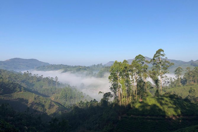 Mountain Hiking in Munnar (half day) By Munnar Info - Tea Gardens First: what the morning walk is really like