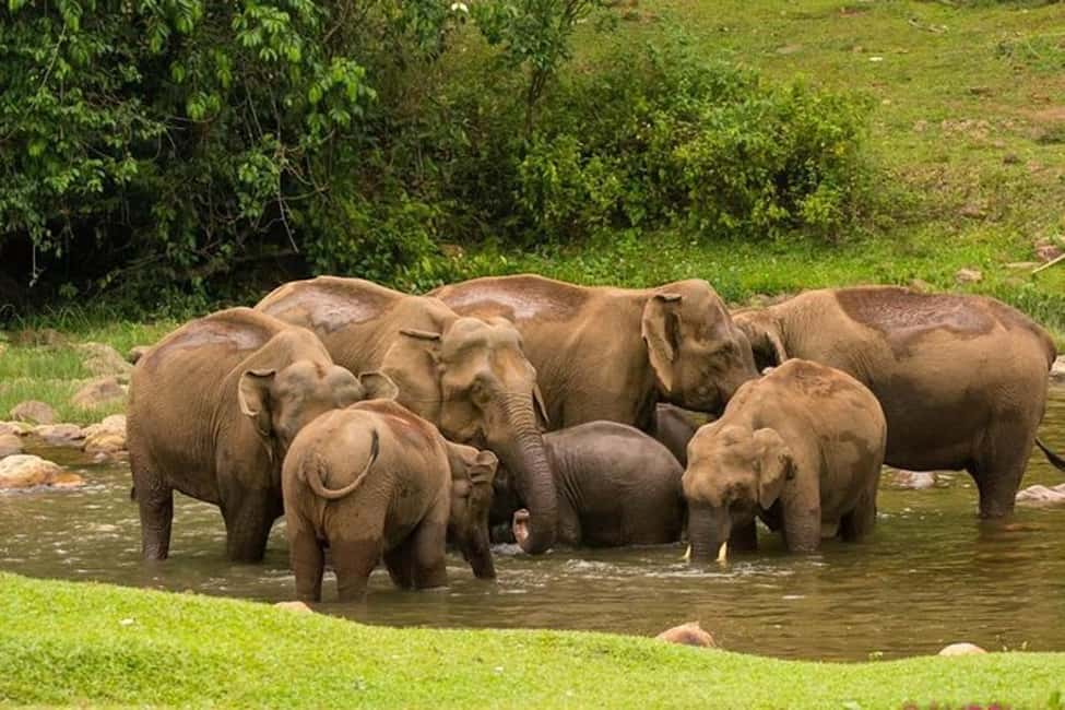 Munnar: Anakulam Jeep Safari with Waterfall and Elephant - Key points before you go