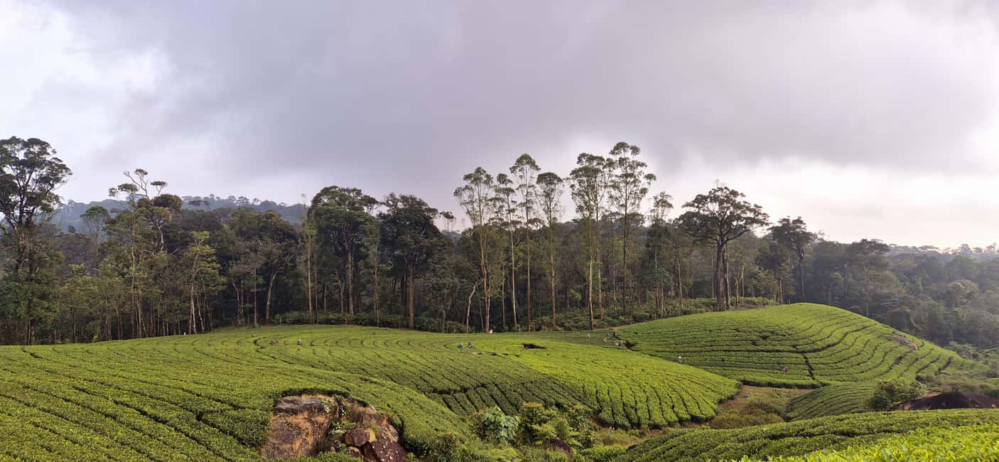 Munnar: Anakulam Jeep Safari with Waterfall and Elephant - Who Should Book This (and Who Should Skip It)